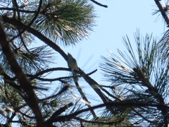 Vireo plumbeus