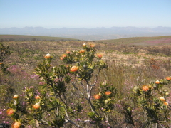 Leucospermum pluridens