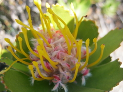 Leucospermum pluridens