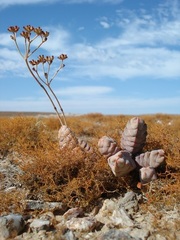 Crassula plegmatoides