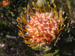 Leucospermum pluridens