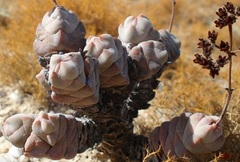 Crassula plegmatoides