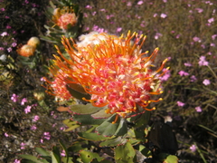Leucospermum pluridens