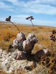 Crassula plegmatoides