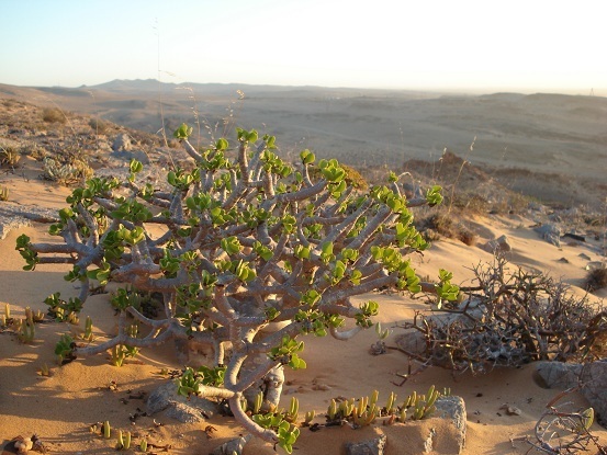 Forked Babooncabbage
