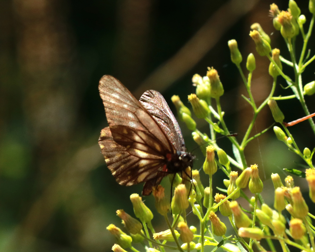 Catasticta bithys
