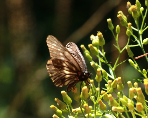 Catasticta bithys