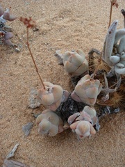 Crassula plegmatoides