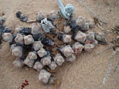 Crassula plegmatoides