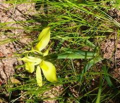 Moraea ciliata
