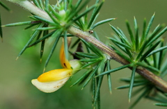 Aspalathus teres teres