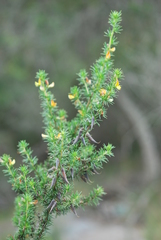 Aspalathus teres teres