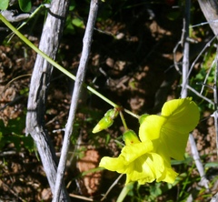 Oxalis pes-caprae pes-caprae