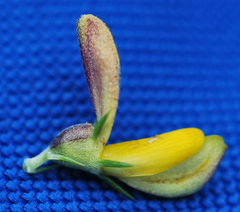 Aspalathus teres teres