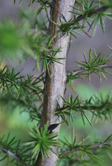 Aspalathus teres teres