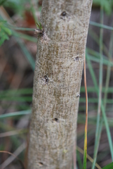 Aspalathus teres teres