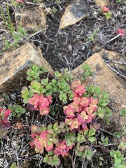 Exobasidium vaccinii-uliginosi