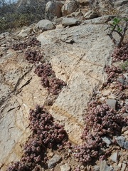 Crassula elegans elegans
