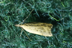 Dichomeris limosellus