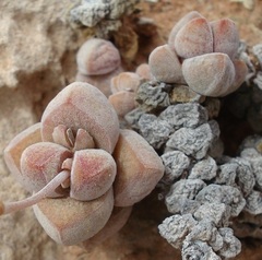 Crassula elegans elegans
