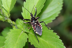 Apiomerus flaviventris