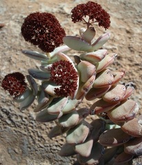Crassula sladenii
