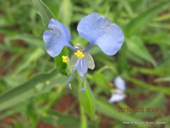 Commelina eckloniana