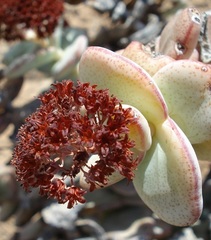 Crassula sladenii