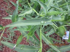 Commelina eckloniana