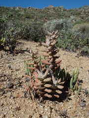 Crassula grisea