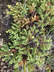 Juniperus communis kelleyi