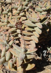 Crassula grisea