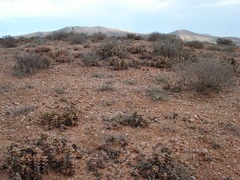 Crassula grisea