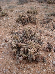 Crassula grisea