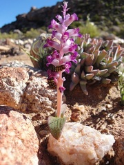 Lachenalia carnosa