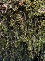 Platylomella lescurii