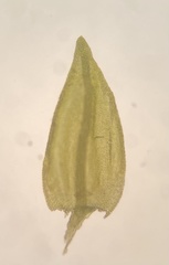 Platylomella lescurii