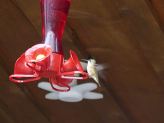 Selasphorus calliope