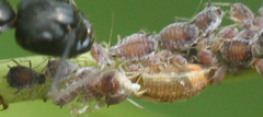 Aphis cephalanthi