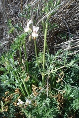 Pelargonium dolomiticum