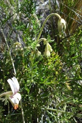 Pelargonium dolomiticum