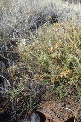 Pelargonium dolomiticum