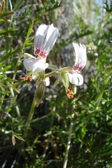 Pelargonium dolomiticum