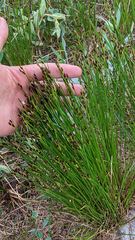 Juncus parryi
