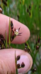 Juncus parryi