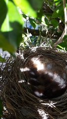 Anthochaera chrysoptera