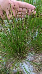 Juncus parryi