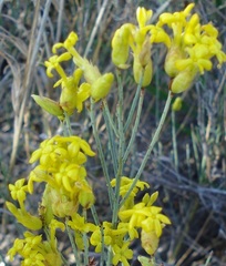 Lasiosiphon polycephalus