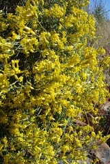 Lasiosiphon polycephalus