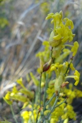 Lasiosiphon polycephalus